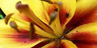 Flower 1
