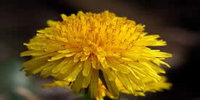 Flower 2