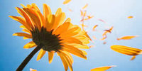 Flower 3